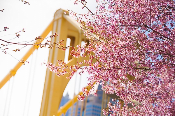 Pink and Gold.jpg